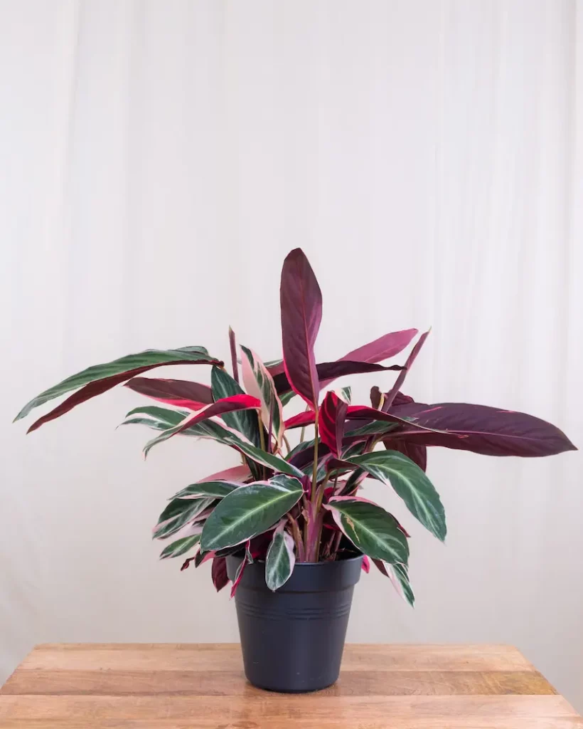 calathea triostar