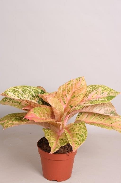 aglaonema bidadari
