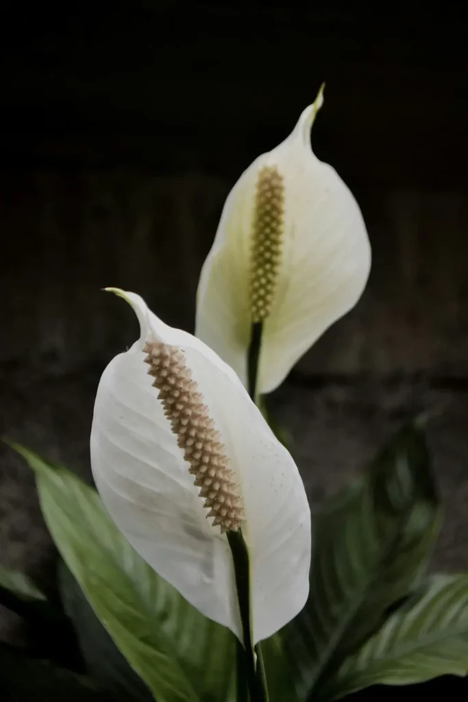 Anthurium blanc