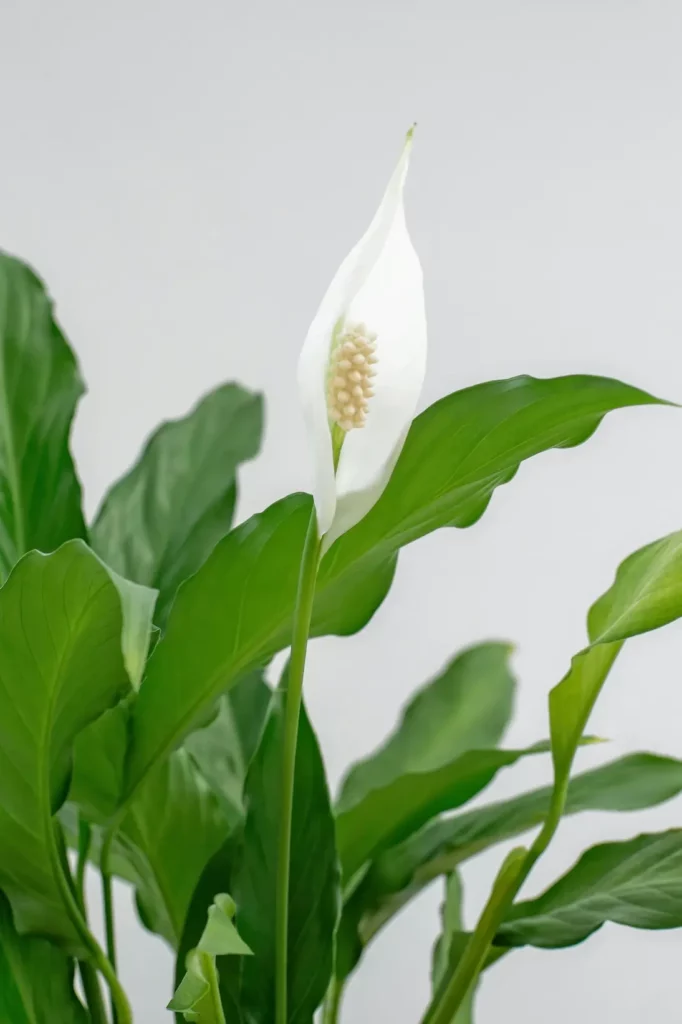 Anthurium blanche
