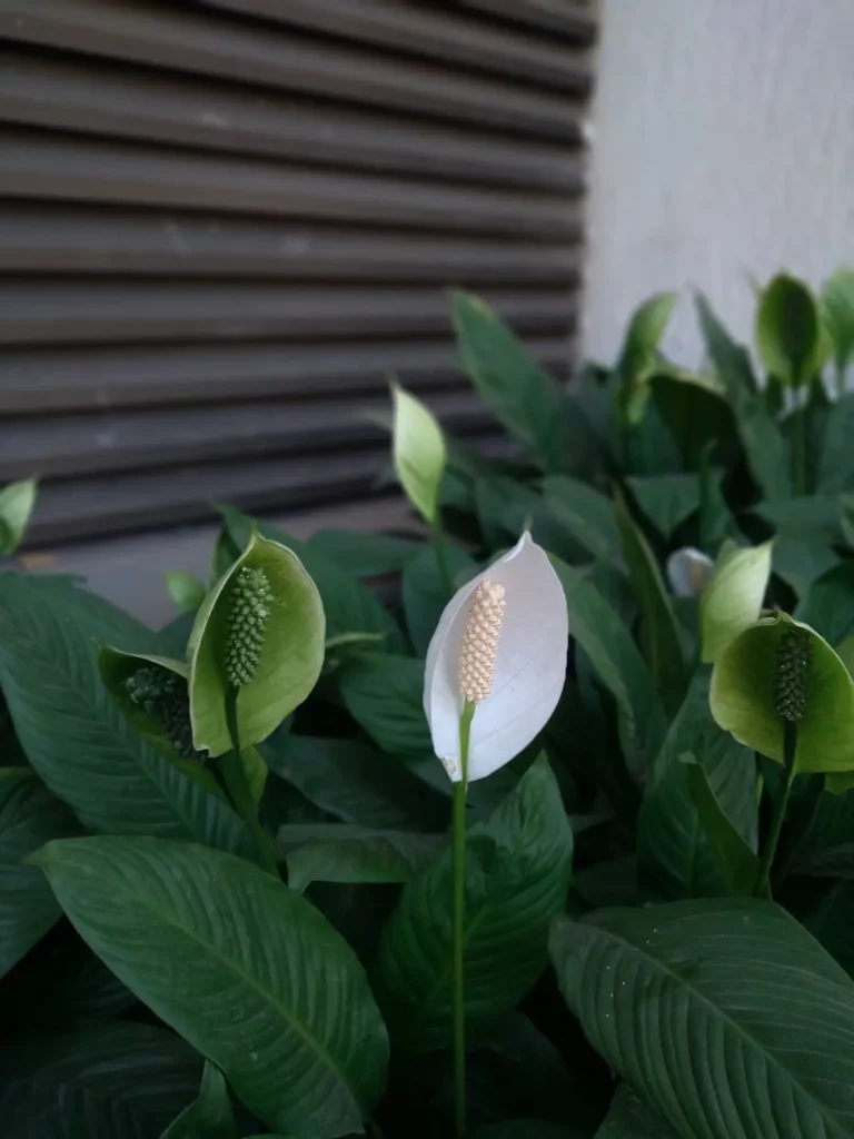 Fleur de lune en extérieur