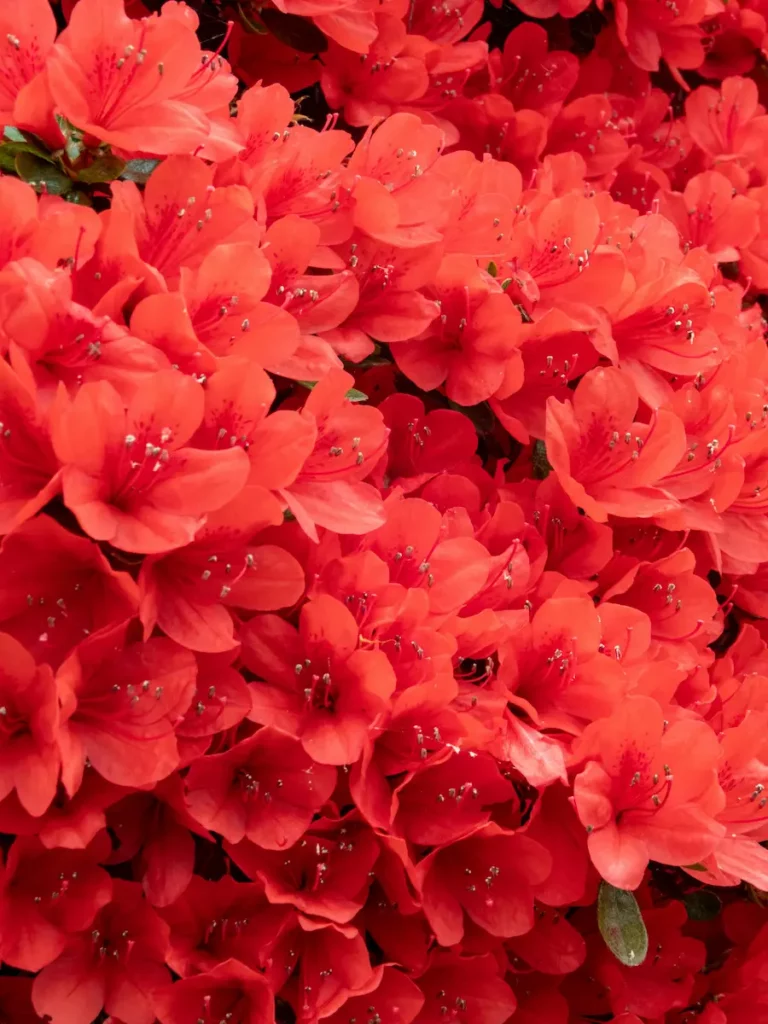 azalee du japon rouge