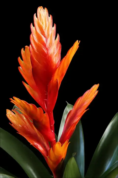 bromelia fleur
