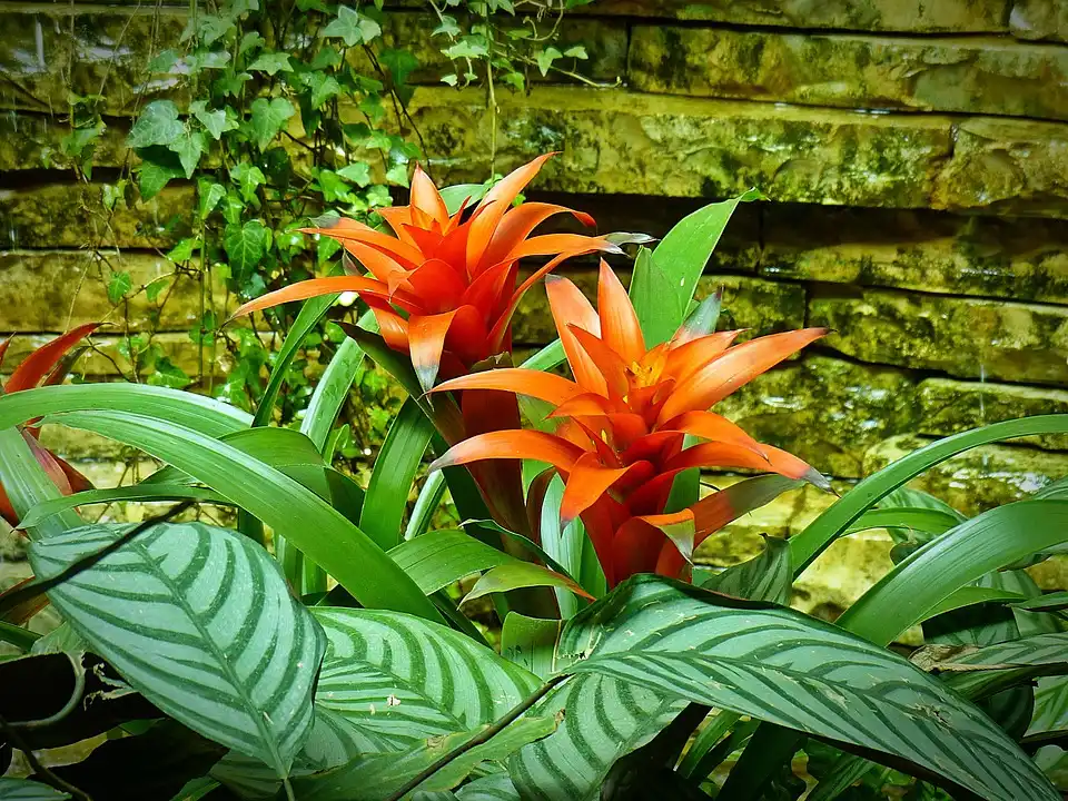 bromelia in the garden