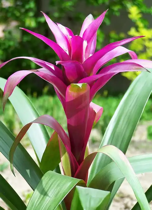 bromelia flower
