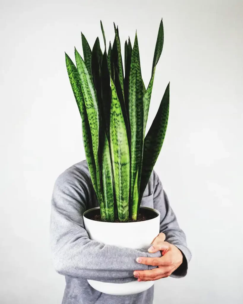 Sansevieria trifasciata