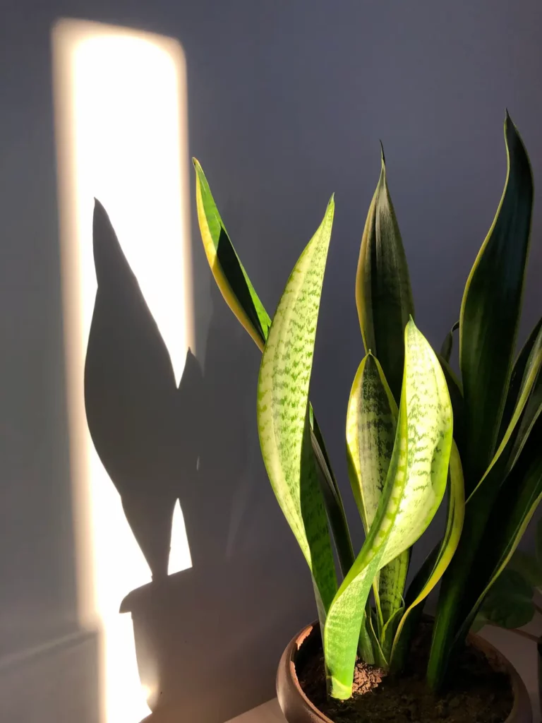 langue de belle mere ombre
