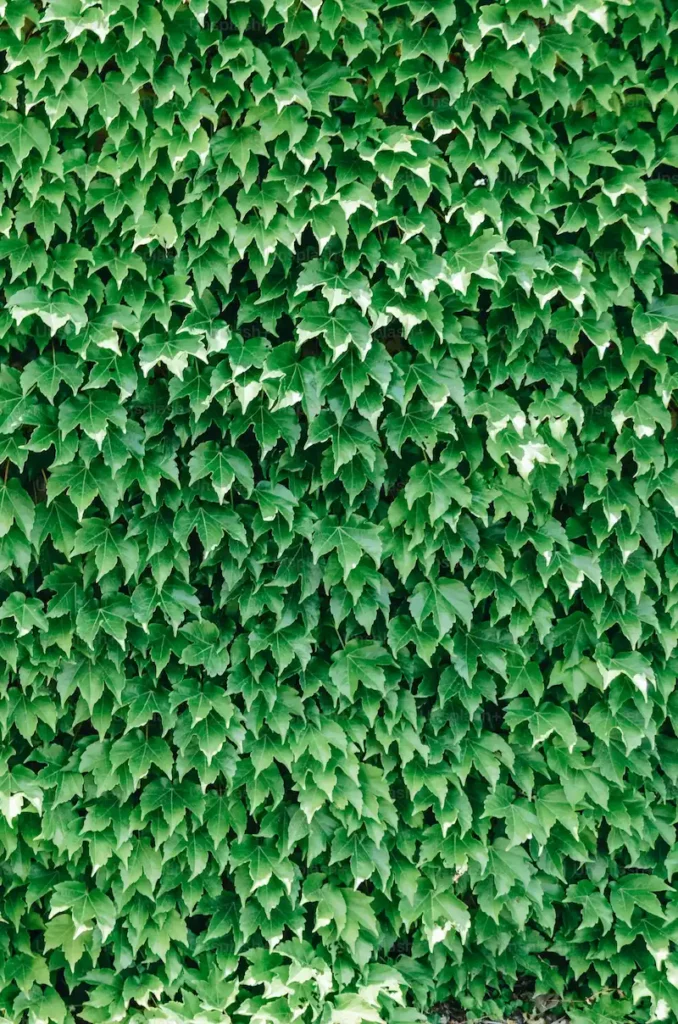 lierre dense sur mur