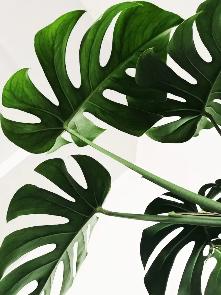 Monstera deliciosa sur fond blanc