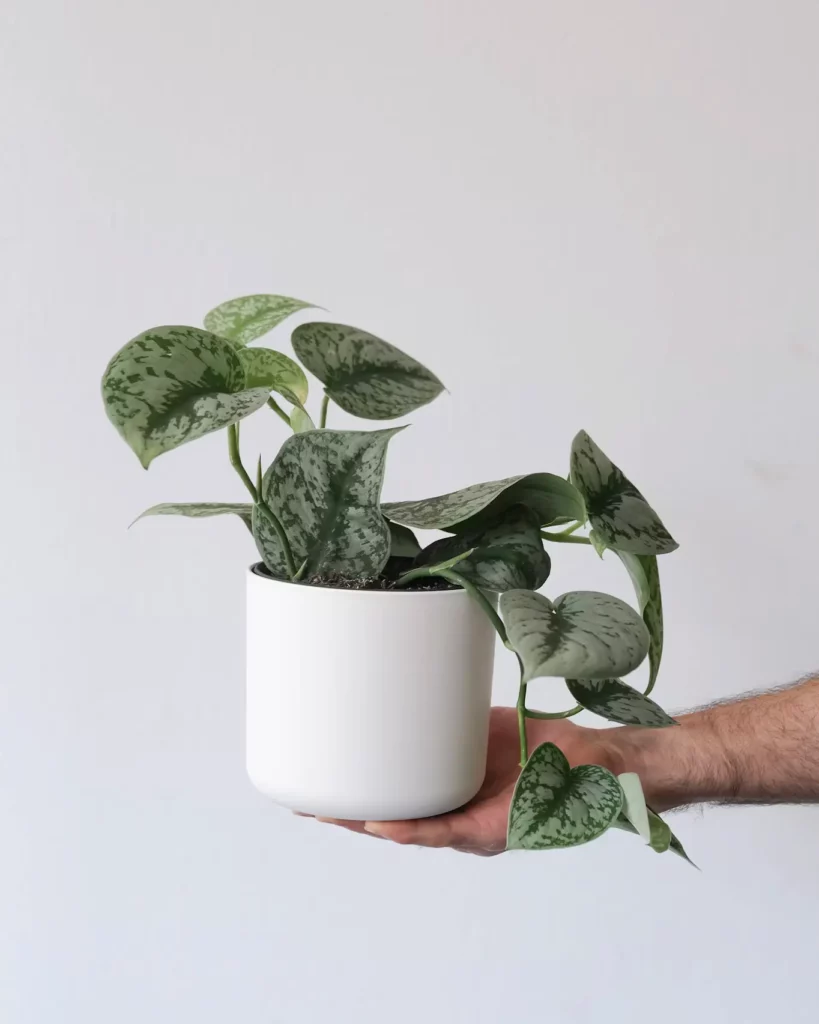 pothos dans un pot