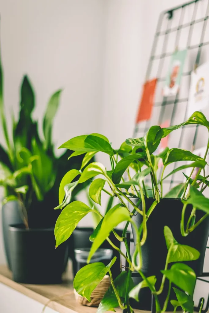 Pothos en pleine croissance