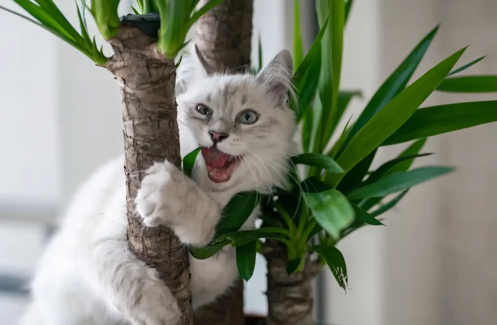 Soin des plantes, sauve ta plante