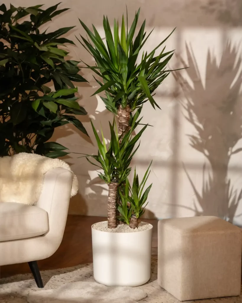 Yucca dans un pot blanc