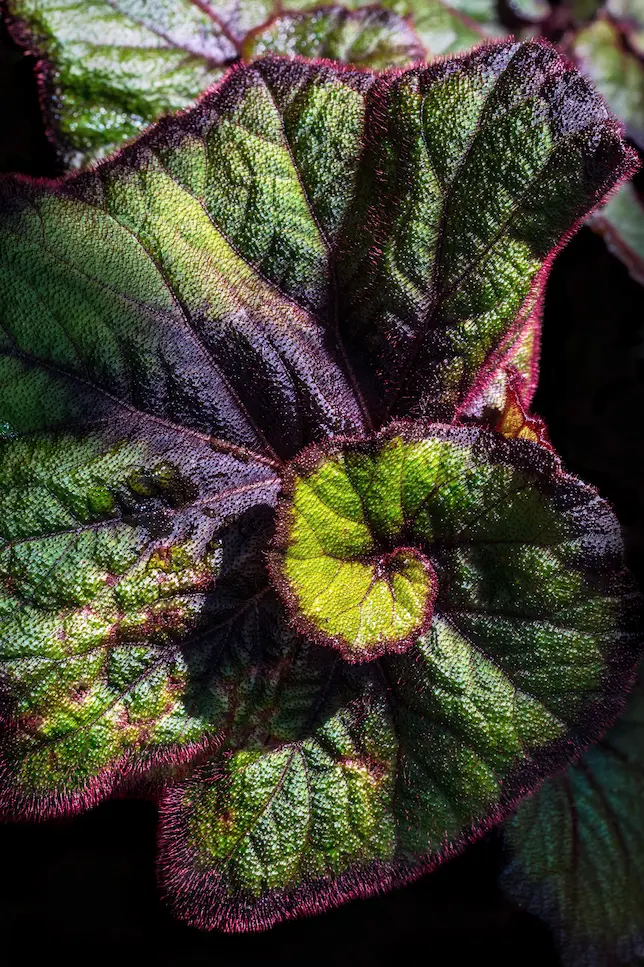 Begonia en gros plan feuille colorée