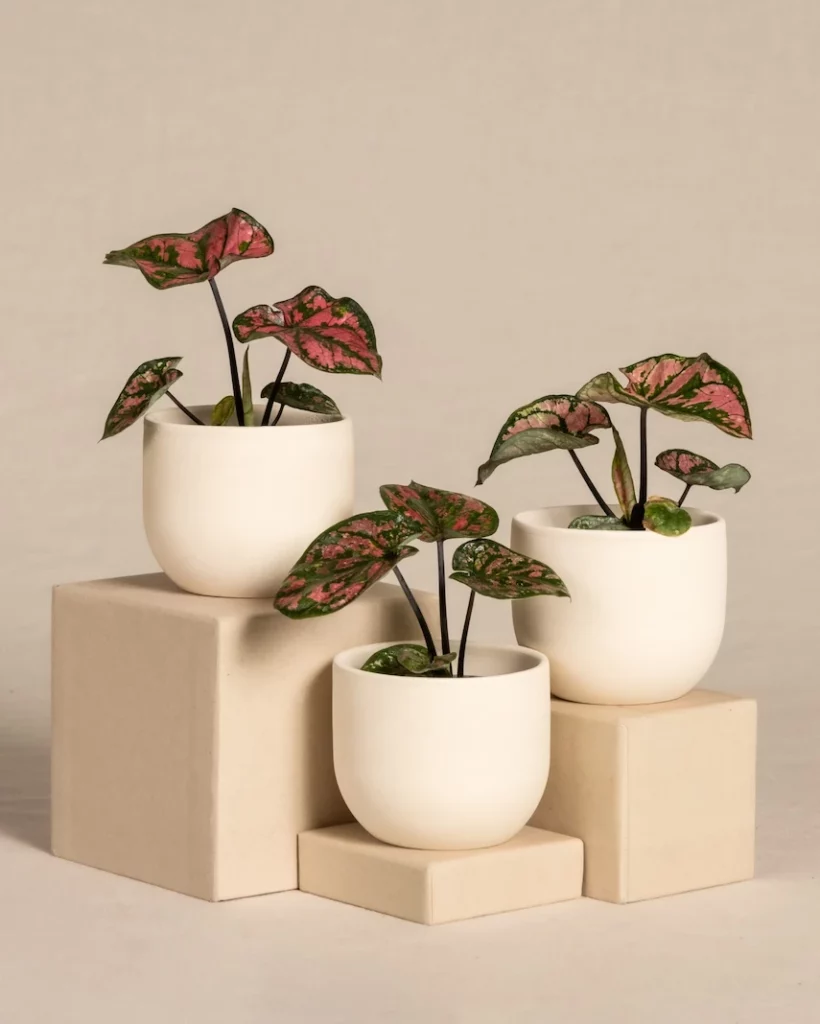 Caladium dans des pots blancs