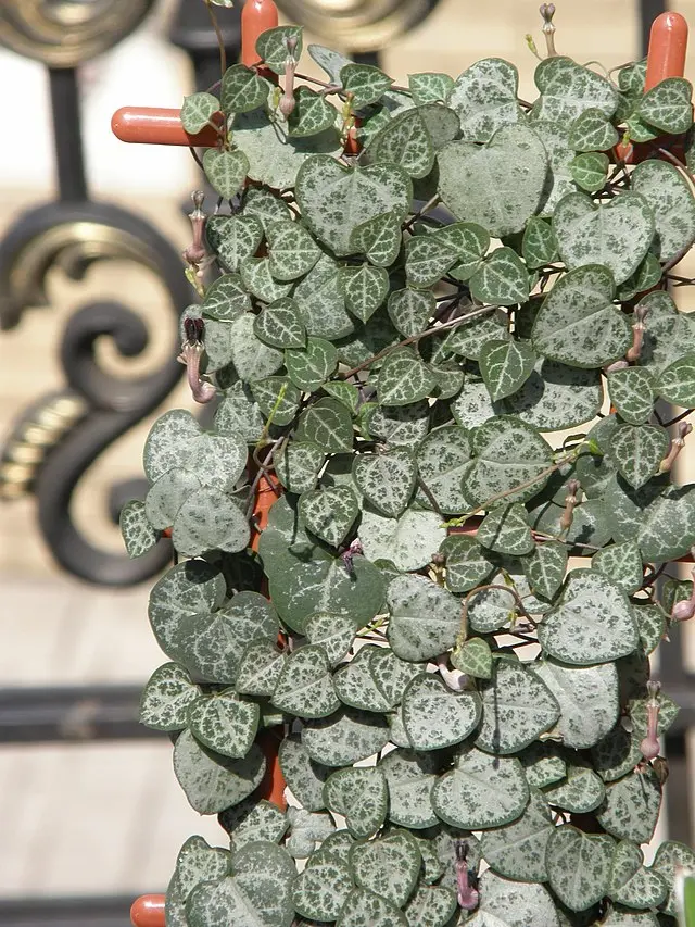 Chaîne des cœurs plante pendante