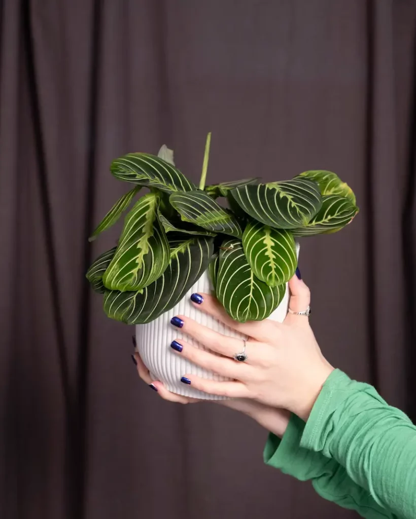 Maranta dans un pot blanc