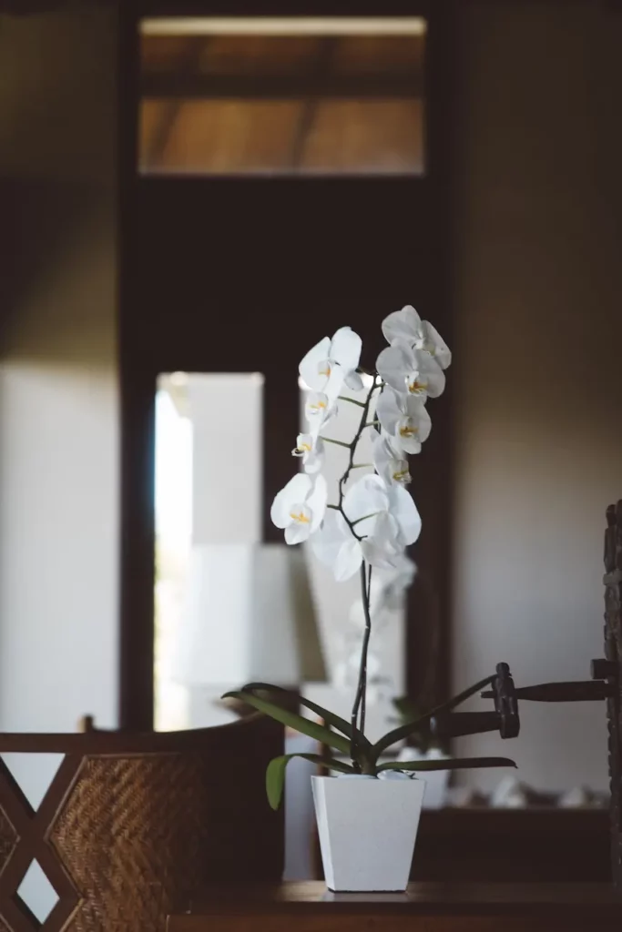 Orchidée Phalaenopsis fleur blanche