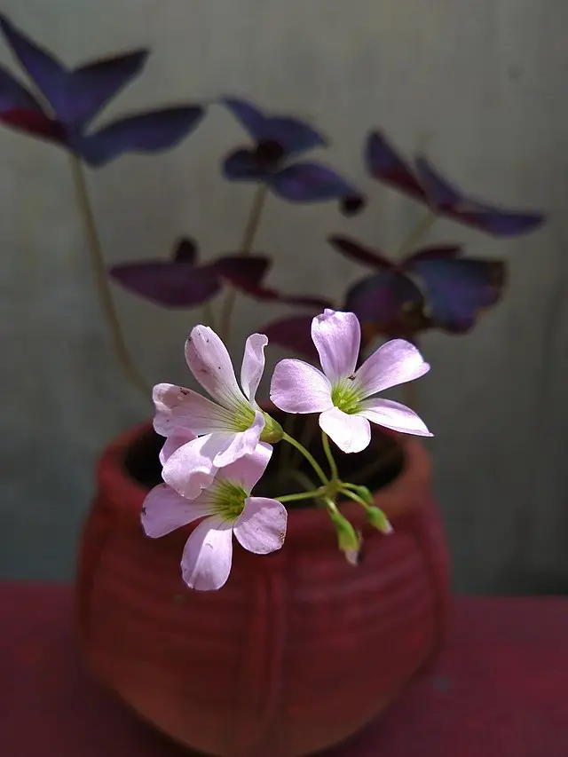 Oxalis_triangularis feuille trèfle violette