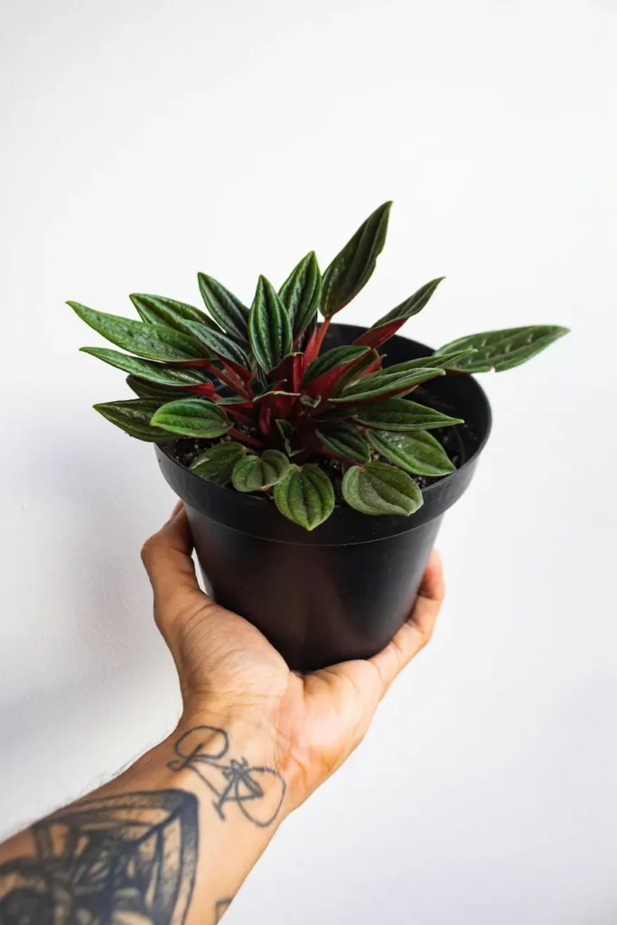 Peperomia caperata dans un pot