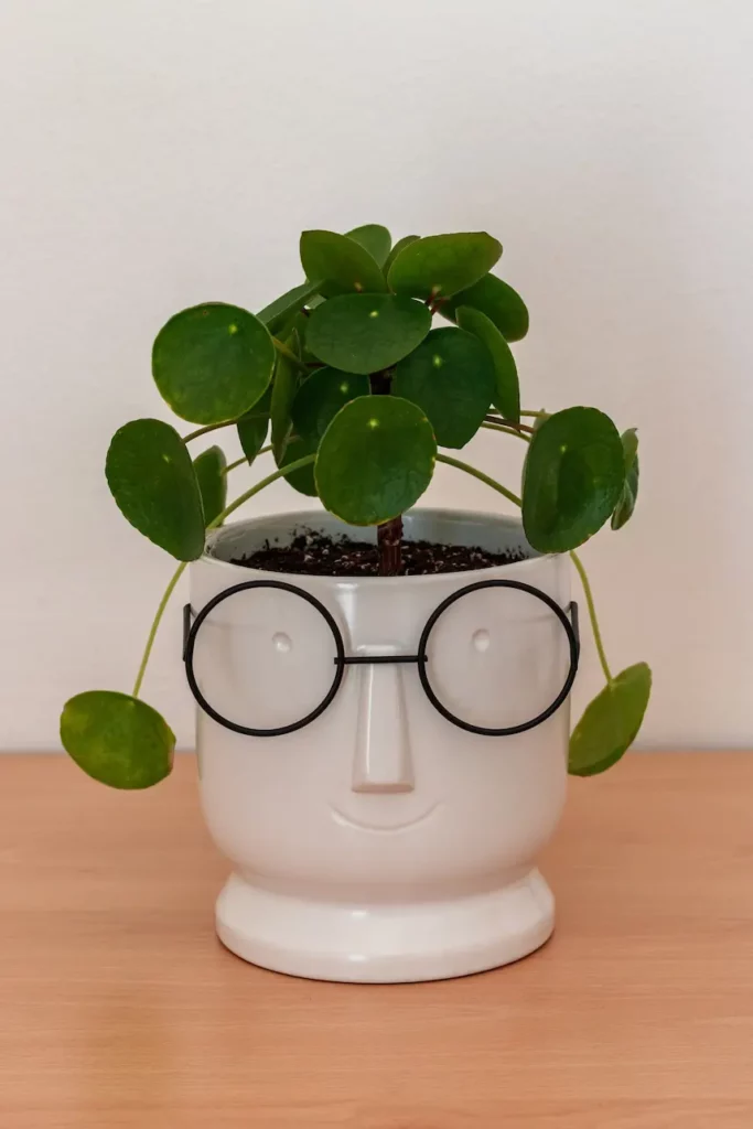 Pilea Peperomioides dans un pot blanc