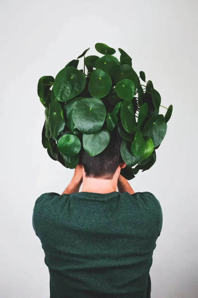 Pilea Peperomioides verte