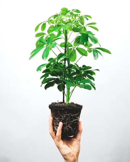 Schefflera arboricola vert