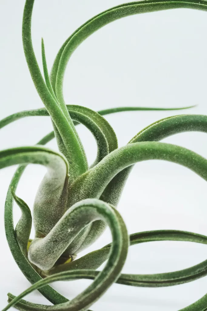 Le Tillandsia, ou plante aérienne