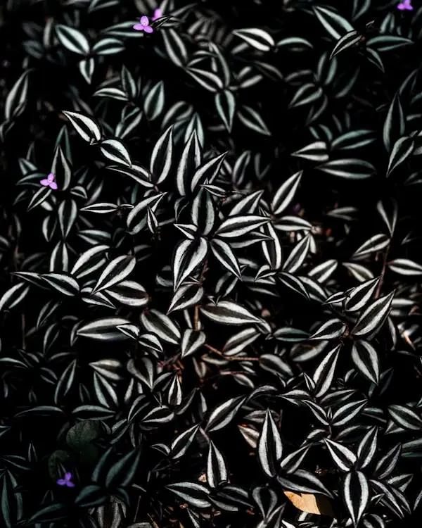 Tradescantia zebrina noir