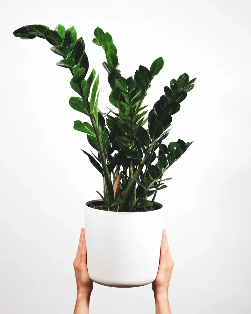 Zamioculcas (Plante ZZ)
