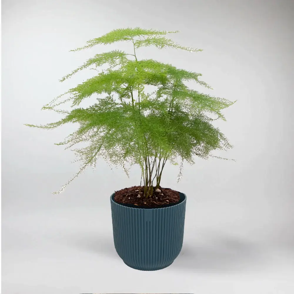 plante aspargus plumous fougère